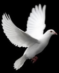 Avatar od  paloma blanca