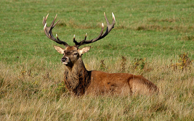 Kliknite da pročitate celu vest